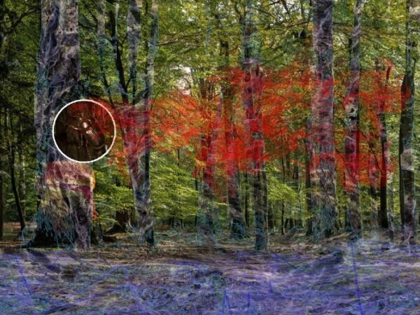 The Talking Trees: Silent Collapse